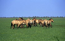 Herd of Przewalski horse {Equus ferus przewalski} captive, Ukraine