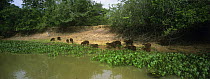 Group of Capybara {Hydrochoerus hydrochaeris} on river bank, Pantanal, Brazil