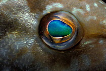 Kelp bass fish closeup of eye {Paralabrax clathratus} California, Pacific