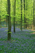 Bluebells {Hyacinthoides non-scripta} in Beech wood {Fagus sylvatica} Hallerbos, Belgium