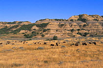 Bison grazing on plains {Bison bison} Badlands NP, North Dakota, USA
