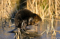 American beaver on frozen cattail pond (Castor canadensis) Kettle River, USA