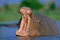Hippopotamus yawning {Hippopotamus amphibius}, Moremi Wildlife Reserve Botswana