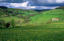 Field full of cowslips, St Catherine valley, Somerset - Gloucestershire border. Sequence