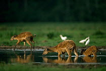 Sitatunga antelope {Tragelaphus spekei} gather in pool to escape flies, Odzala NP, Congo.