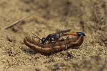 Sand wasp {Amophila sabulosa} with caterpillar prey, Germany