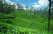 Tea plantation near Kandy, Sri Lanka