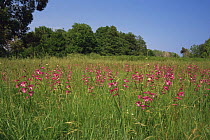 Field of Gladioli {Gladiolus paluster}, Corsica