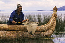Aymara indian fishing for Giant titicaca frog {Telmatobius culeus} Lake Titicaca, Bolivia
