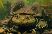 Lake Titicaca frog {Telmatobius culeus} Lake Titicaca, Bolivia /Peru, South America captive