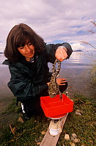 Giant titicaca frog (Telmatobius culeus) being weighed by research scientist, Esther Perez, Lake Titicaca, Bolivia, critically endagered
