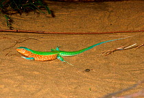 Male Whiptail lizard {Cnemidophorus lemniscatus} Venezuela, South America