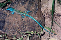Male Whiptail lizard {Cnemidophorus lemniscatus} Venezuela, South America