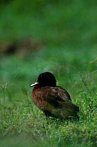 Hartlaub's duck in mangoire {Pteronetta hartlaubii}, Lokoue Bai, Odzala NP, NW DR Congo