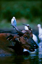 Cattle egrets in pond with Forest buffalo {Bubulcus ibis} forest clearing, Odzala NP Rep.