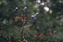 Four African grey parrots {Psittacus erithacus} perched in tree, Lokoue Bai, Odzala NP, Democratic Republic of Congo