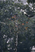 African grey parrots {Psittacus erithacus} perched on and landing in tree, Lokoue Bai, Odzala NP, Democratic Republic of Congo