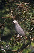 African grey parrot {Psittacus erithacus} perched in tree, Lokoue Bai, Odzala NP, Democratic Republic of Congo