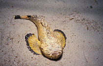 Blackmouth stonefish {Pseudosynanceia melanostigma} Arabian gulf