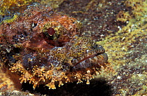 Bearded scorpionfish {Scorpaenopsis barbatus} Andaman sea, Thailand