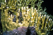 Ramified fire coral {Millepora tenella} Red Sea