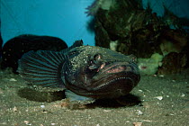 Plainfin midshipman {Porichthys notatus} with photopores on chin, occurs in  Pacific ocean. captive