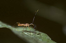 Assassin bug sucking juices from body of victim (Reduviidae) Odzala NP, Democratic Republic of Congo
