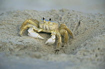 Ghost crab at burrow entrance {Ocypode ceratophthalma} New Jersey, USA, Cape May