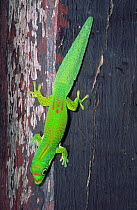 Flat tailed day gecko {Phelsuma serraticauda}, Mananara-Nord Biosphere Res, Madagascar