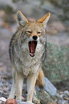 Coyote yawning {Canis latrans} Death Valley NP, California, USA, North America. Sequence 2/2