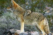 Coyote {Canis latrans} Death Valley NP, California, USA.
