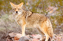 Coyote in desert {Canis latrans} Death Valley NP, USA North America
