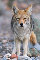 Coyote in desert {Canis latrans} Death Valley NP, Califronia, USA North America. ROSS