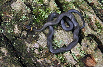 Ringneck snake {Diadophis punctata} Catoctin Mountains, Maryland, USA