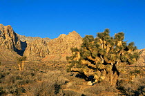 Red Rock canyon with Joshua Tree {Yucca brevifolia} Nevada, USA