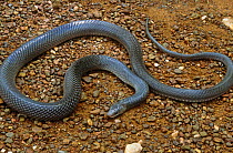 Mussurana snake {Clelia clelia} Mato Grosso, Brazil