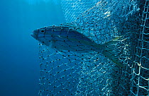 Yellow jack caught in net {Caranx bartholomaei} Gulf of Mexico