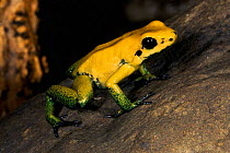 Black legged poison dart frog {Phyllobates bicolor} Colombia, South America