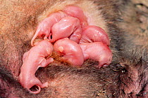 Opossum babies in pouch {Didelphis marsupialis} Eastern/Southern USA