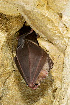 Greater horseshoe bat roosting {Rhinolophus ferrumequinum} Somerset, UK.