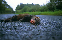 European polecat road kill (Mustela putorius) Wales, UK