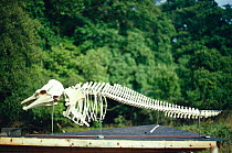 Risso's dolphin skeleton {Grampus griseus} Isle of Mull, Scotland, UK