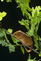 Dormouse {Muscardinus avellanarius} in oak tree,  UK