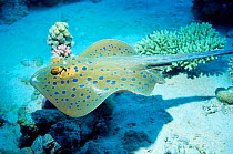 Ribbontail ray {Taeniura lymna} Red Sea