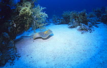 Ribbontail ray (Taeniura lymma) swimming just above seabed, Red Sea