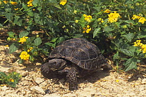 Texas tortoise (Gopherus berlandieri) amongst flowers, Rio Grande, Texas, USA