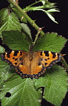 Large tortoiseshell butterfly {Nymphalis polychloros} on bramble leaves, UK