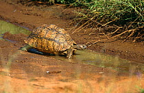 Leopard tortoise {Geochelone pardalis} Kenya