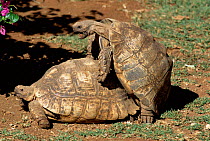 Leopard tortoises mating {Geochelone pardalis} Kenya.