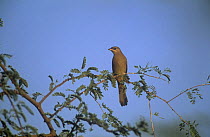 Grey hypocolius {Hypocolius ampelinus} female perched, Ghantut, United Arab Emirates